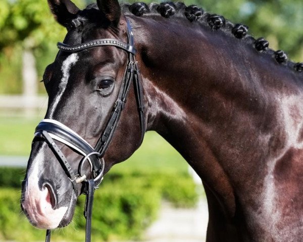 dressage horse Lollipop (German Warmblood, 2016, from Le Vivaldi)