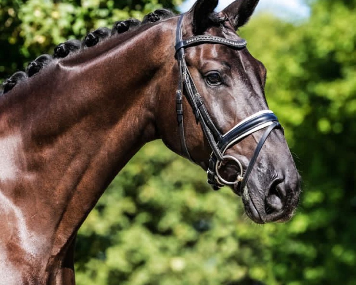 dressage horse Vincent (Westphalian, 2016, from Voyageur 2)