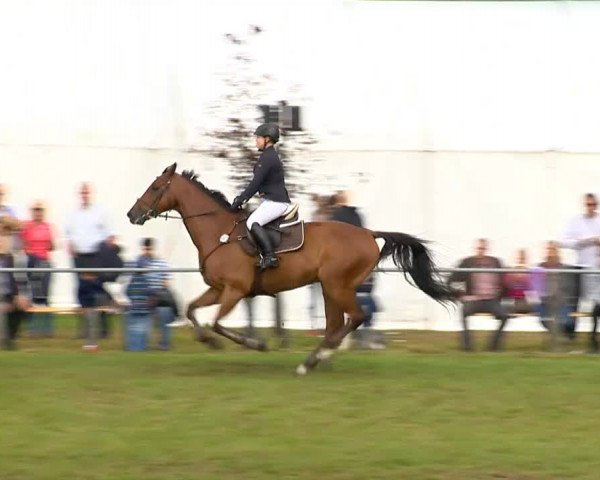 Reitertage Holdorf 2014
