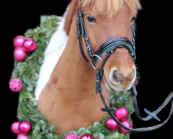 dressage horse Findus von Esbeck (Shetland Pony, 2018, from Felix)