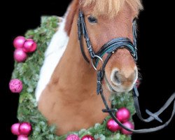 dressage horse Findus von Esbeck (Shetland Pony, 2018, from Felix)