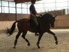 dressage horse Linley B (Westphalian, 2008, from Lord Loxley I)