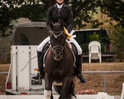 dressage horse Raja 145 (German Riding Pony, 2005, from Riskant vom Grenzhof)