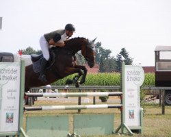 jumper Quassina R (Hanoverian, 2011, from FRH Quaid)