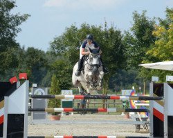 jumper Grisu 427 (KWPN (Royal Dutch Sporthorse), 2010, from Aerobic TN)