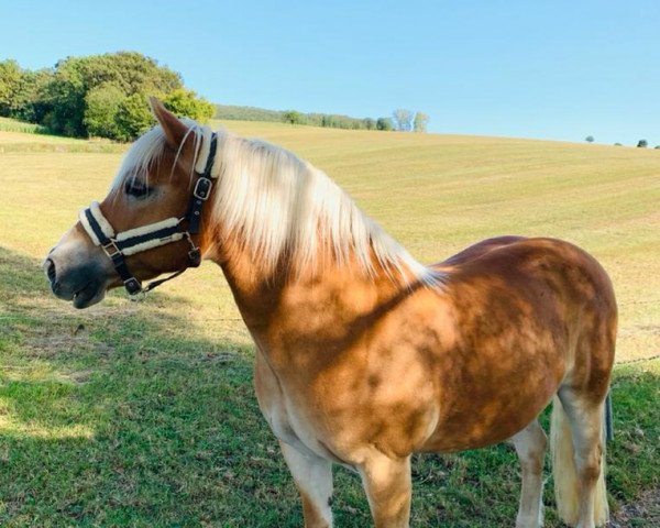 Pferd Nils (4,69% ox) (Edelbluthaflinger, 2005, von Nathian (3,125% ox))