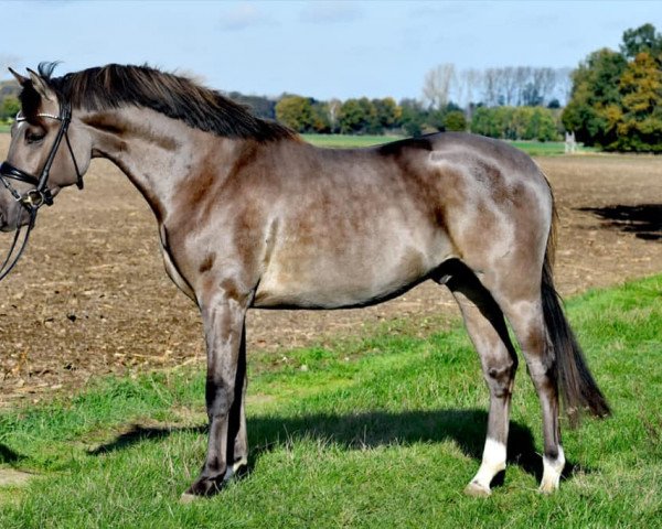 stallion Hilkens D’Arco Baleno (Westphalian, 2018, from Dating At NRW)