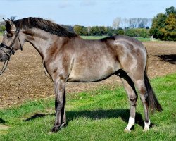 dressage horse Hilkens D’Arco Baleno (Westfale, 2018, from Dating At NRW)