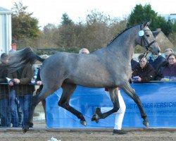 jumper Capriano (Holsteiner, 2015, from Clarimo Ask)