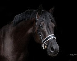 dressage horse Famouscount FVE (Hanoverian, 2010, from Fuechtels Floriscount OLD)