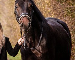 dressage horse Rock D‘Amour (Westphalian, 2015, from Rock Amour)