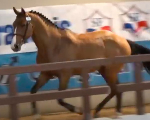 stallion Sixième Sens du Theil (Selle Français, 2006, from Quidam de Revel)