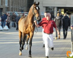 Springpferd Delight (Holsteiner, 2015, von Dinken)