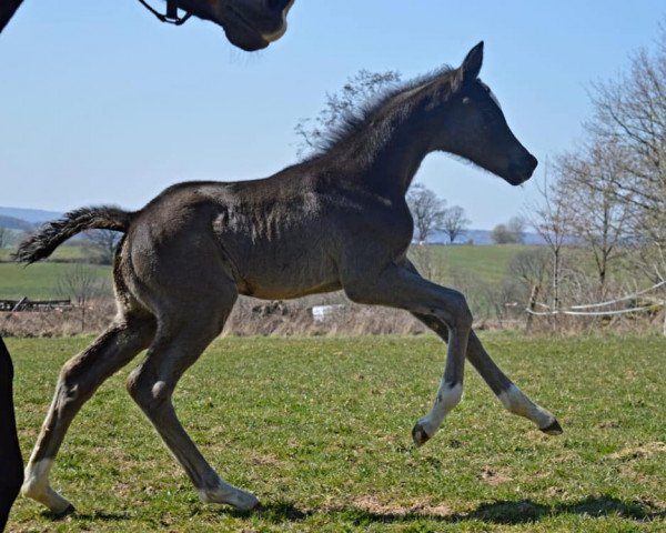 jumper Leonora (Trakehner, 2020, from Tecumseh)