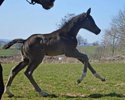 Springpferd Leonora (Trakehner, 2020, von Tecumseh)