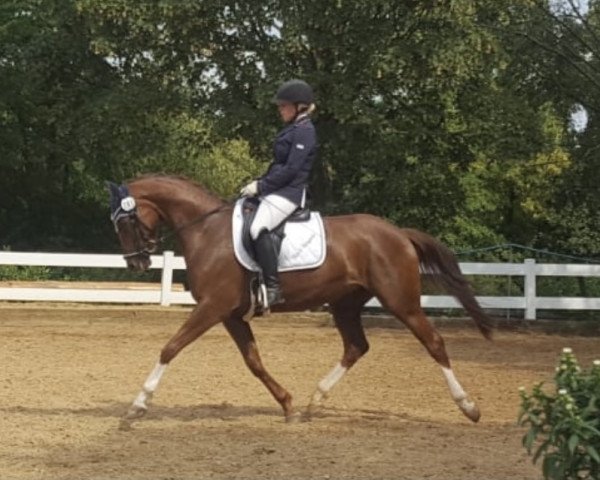 dressage horse Fider‘s Fairytale AF (Hanoverian, 2014, from Fidertanz)