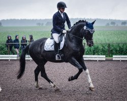 dressage horse Ready To Dance 5 (Westphalian, 2004, from Rilke)