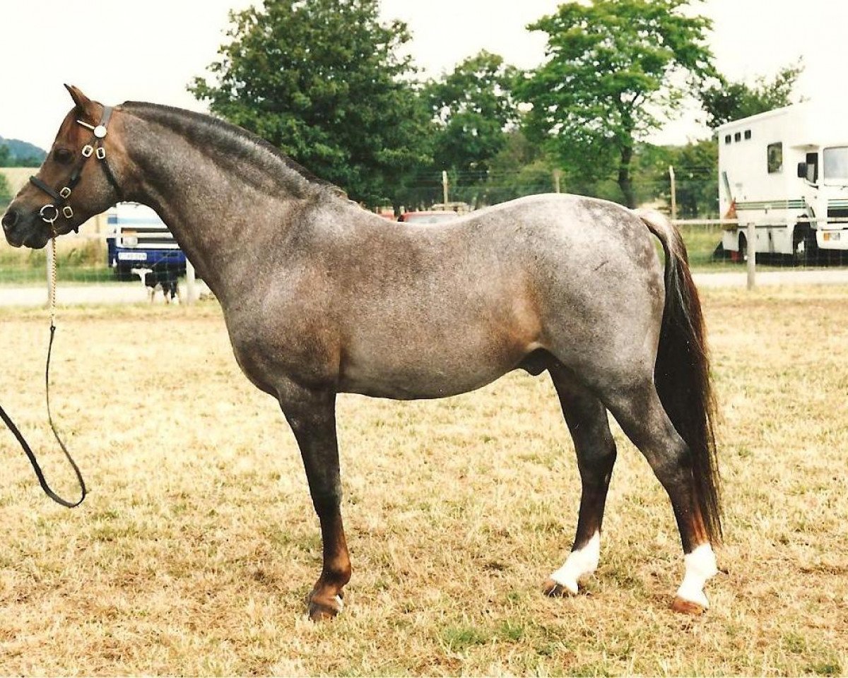 Deckhengst Gunthwaite Briar (Welsh Pony (Sek.B), 1978, von Radmont Tarquin)