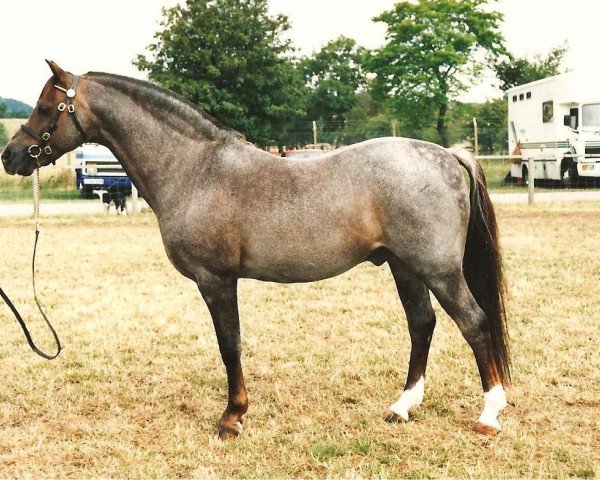 stallion Gunthwaite Briar (Welsh-Pony (Section B), 1978, from Radmont Tarquin)