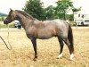 Deckhengst Gunthwaite Briar (Welsh Pony (Sek.B), 1978, von Radmont Tarquin)