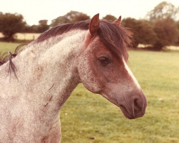 stallion Radmont Tarquin (Welsh-Pony (Section B), 1971, from Rhyd-Y-Felin Selwyn)