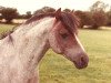 stallion Radmont Tarquin (Welsh-Pony (Section B), 1971, from Rhyd-Y-Felin Selwyn)
