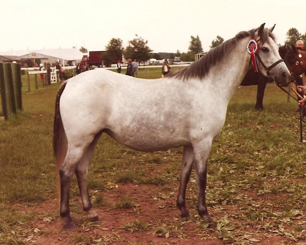Zuchtstute Laithehill Plush (Welsh Pony (Sek.B), 1979, von Radmont Tarquin)