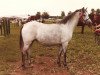Zuchtstute Laithehill Plush (Welsh Pony (Sek.B), 1979, von Radmont Tarquin)
