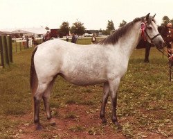 broodmare Laithehill Plush (Welsh-Pony (Section B), 1979, from Radmont Tarquin)