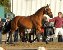 Springpferd Favaro (Holsteiner, 2015, von F One Usa)