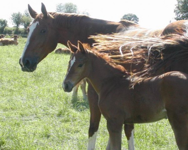 broodmare Miss Star du Theil (Selle Français, 2000, from Papillon Rouge)