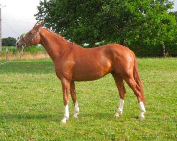 stallion Anglonormand du Theil (Selle Français, 2010, from Le Tôt de Semilly)