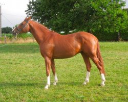 stallion Anglonormand du Theil (Selle Français, 2010, from Le Tot de Semilly)