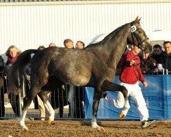 Springpferd Kilroy (Holsteiner, 2015, von Kannan)