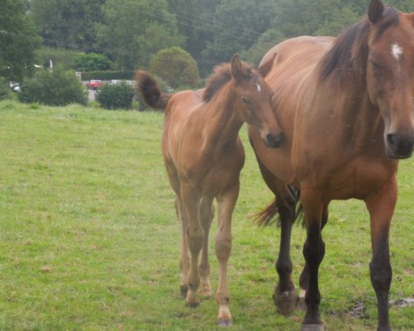 broodmare Sidney du Theil (Selle Français, 2006, from Indoctro)
