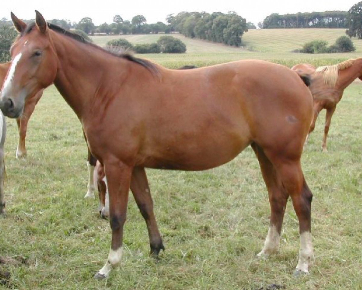 broodmare Nouba du Theil (Selle Français, 2001, from Quick Star)