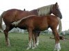 broodmare Galilée des Forêts (Selle Français, 1994, from Quidam de Revel)