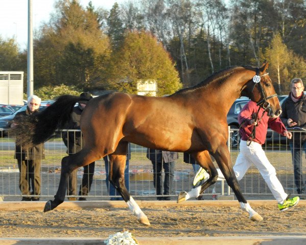 horse Quimber (Holsteiner, 2015, from Quick Star)