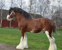 Deckhengst Freedom Majestic Dreamliner (Clydesdale, 2013, von Freedom Royal Majestic)