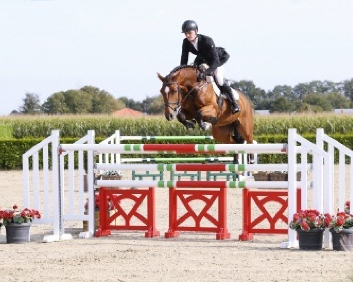 jumper Criss Cross U (Holsteiner, 2012, from Casall Ask)