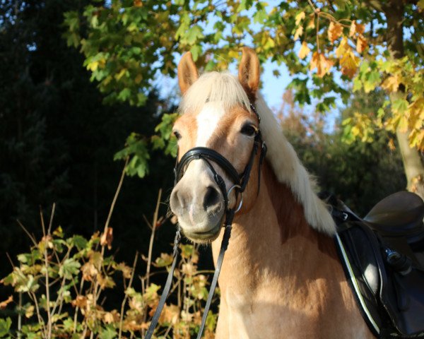 horse Anton 802 (Haflinger, 2009, from liz. 169/T Aurach)