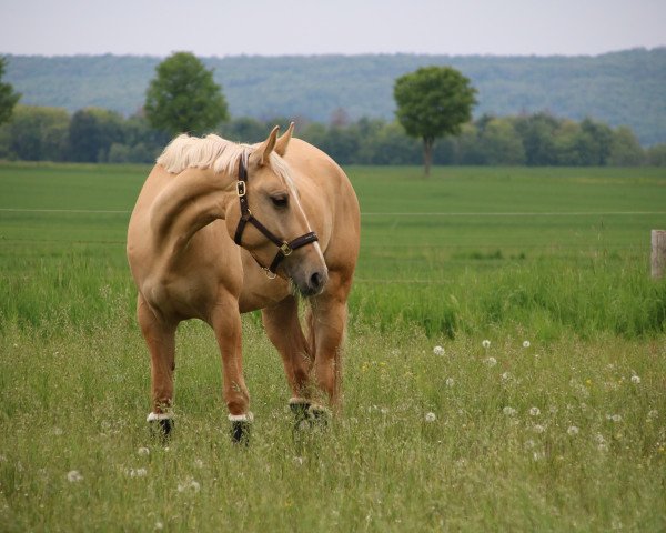 Dressurpferd Perla (Polnisches Warmblut, 2016, von Romeo)