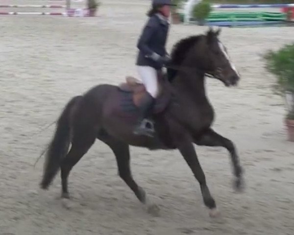 broodmare Alicante du Theil (Selle Français, 2010, from Allegreto)