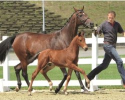 dressage horse Vapiano (Oldenburg, 2017, from Vitalis)