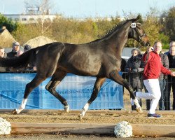 Springpferd Coffee Break (Holsteiner, 2015, von Cornet Obolensky)