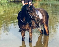 dressage horse PANAMA (Deutsches Reitpony, 2005, from Aragon N)