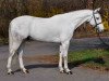 horse Cabri d'Authieux Z (Zangersheide riding horse, 2011, from Calato)