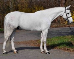 horse Cabri d'Authieux Z (Zangersheide riding horse, 2011, from Calato)