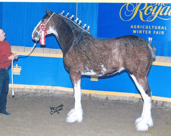 Pferd Rymark Sensational Hanna (Clydesdale, 2008, von Pinnacle's Sensational Azar)