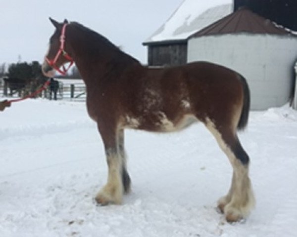 Zuchtstute RSL Spectra's Emma (Clydesdale, 2011, von Willow Way Emerson)